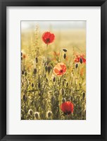 Framed Poppy Field II