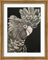 Framed Gray Cockatoo