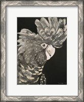 Framed Gray Cockatoo