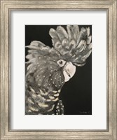 Framed Gray Cockatoo