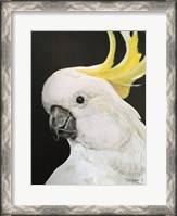 Framed White Cockatoo
