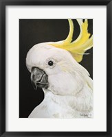 Framed White Cockatoo