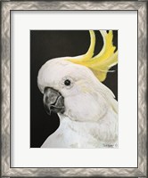 Framed White Cockatoo