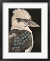 Framed Kookaburra