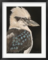 Framed Kookaburra