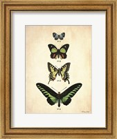 Framed Butterflies 1