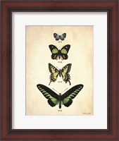Framed Butterflies 1