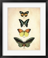 Framed Butterflies 2
