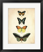 Framed Butterflies 2
