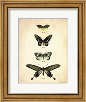 Framed Butterflies 3