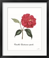 Framed Camellia