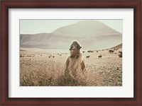 Framed Desert Camel