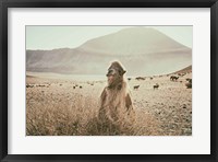 Framed Desert Camel