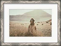 Framed Desert Camel