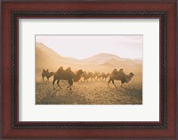 Framed Camels on the Move