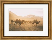 Framed Camels on the Move