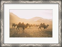 Framed Camels on the Move