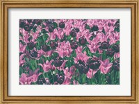 Framed Tulip Botanical