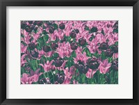 Framed Tulip Botanical