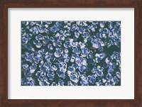Framed Lilac Closeup