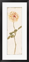 Pale Rose Panel Light Framed Print