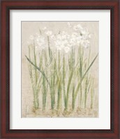 Framed Narcissus Light