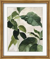 Framed Tropical Study II