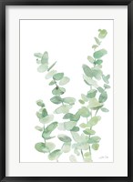 Framed Eucalyptus II