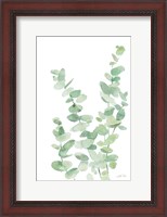 Framed Eucalyptus II
