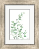 Framed Eucalyptus I