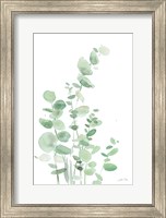 Framed Eucalyptus I