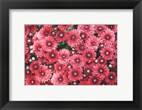 Framed Autumn Flowers I