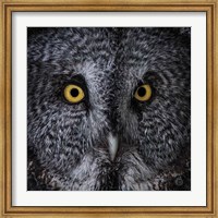 Framed Great Grey Owl