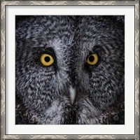 Framed Great Grey Owl