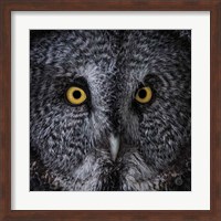 Framed Great Grey Owl