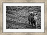 Framed Highland Cow Calf in the Wind