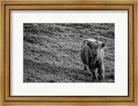 Framed Highland Cow Calf in the Wind