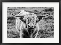 Framed Highland Cow Staring Contest