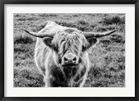 Framed Highland Cow Staring Contest