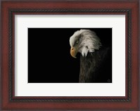 Framed Eagle Bow