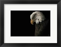 Framed Eagle Bow