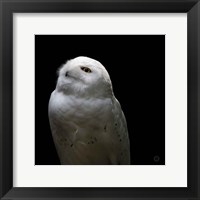 Framed Snowy Owl Looks to the Sun