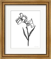 Framed Ink Flower II