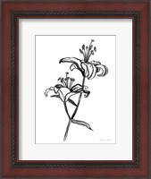 Framed Ink Lilies I