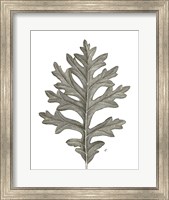 Framed Histoire Naturelle Leaves II