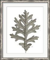 Framed Histoire Naturelle Leaves II