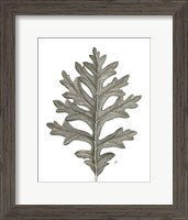 Framed Histoire Naturelle Leaves II