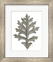 Framed Histoire Naturelle Leaves II