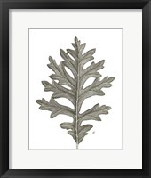 Histoire Naturelle Leaves II Framed Print