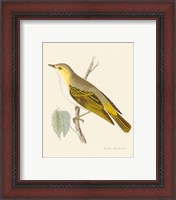 Framed 'Engraved Birds III' border=